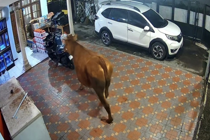Sapi Kurban Diduga Salah Alamat, Tiba-Tiba Nongkrong di Teras Rumah Warga