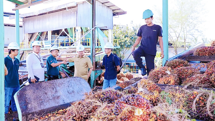 Temukan Harga TBS Sawit Petani Masih di Bawah Ketetapan Pemerintah, Wabub Rohul Poti Sidak PKS