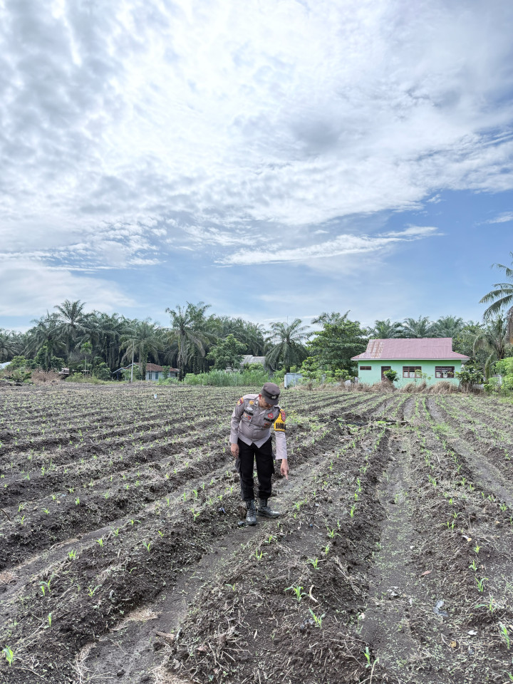 Perkuat Ketahanan Pangan, Polsek Kepenuhan Lakukan Monitoring Tanaman Jagung Hibrida Di Kepenuhan Baru