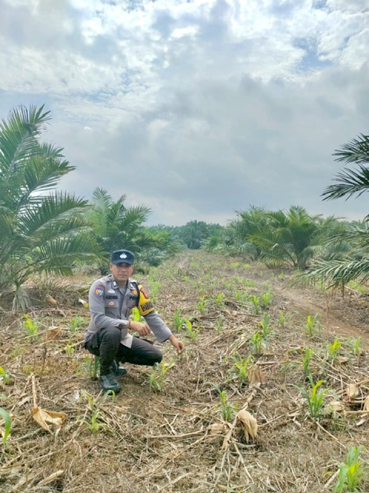 Bhabinkamtibmas Polsek Kepenuhan Pastikan Jagung Tumbuh Optimal, Perkuat Program Ketahanan Pangan Nasional